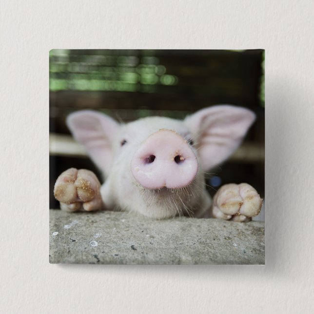 Baby Pig in Pen, Piglet 2 Inch Square Button (Front)