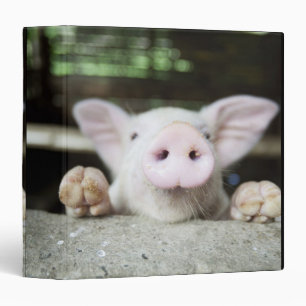 Baby Pig in Pen, Piglet Binder