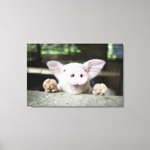 Baby Pig in Pen, Piglet Canvas Print