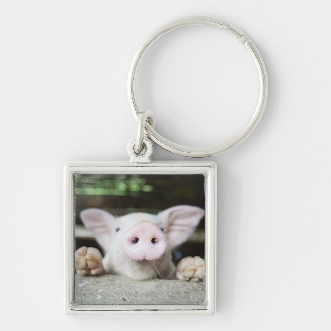 Baby Pig in Pen, Piglet Keychain (Front)