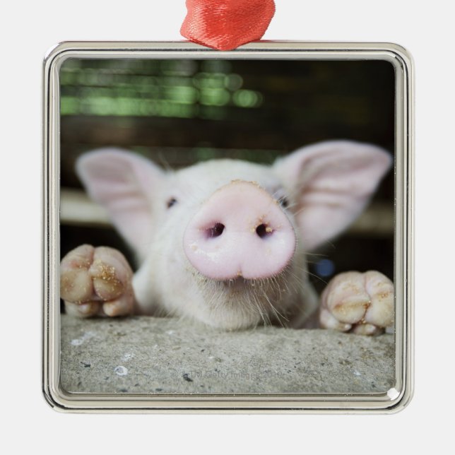 Baby Pig in Pen, Piglet Metal Ornament (Front)