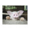 Baby Pig in Pen, Piglet