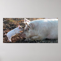 Baby Pig