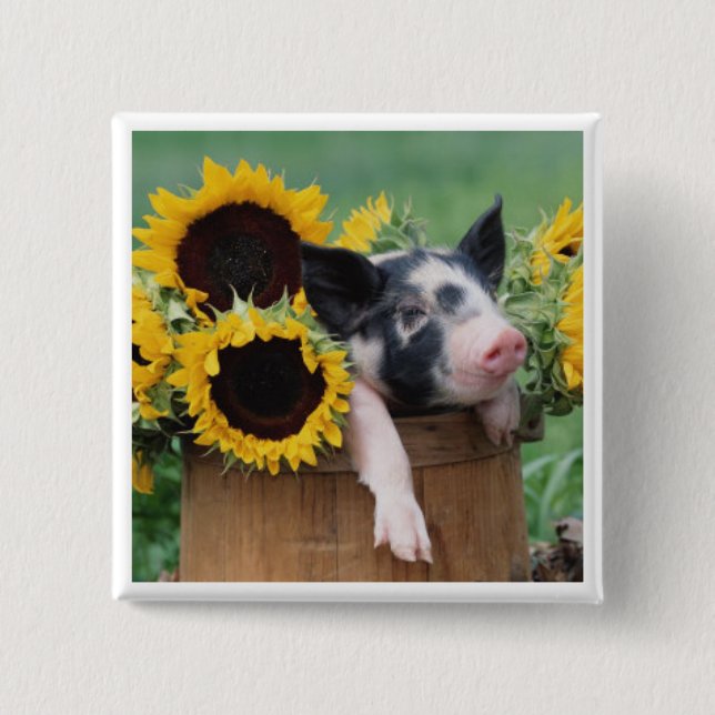 Baby Piglet Pig 2 Inch Square Button (Front)