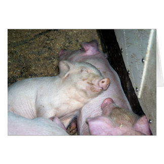 Baby pigs 