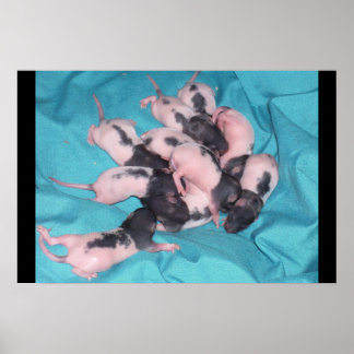 Baby Pile Poster