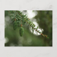Baby Pine Cones