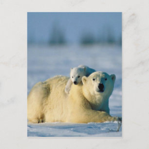 Baby Polar Bear Climbs On Mother Postcard