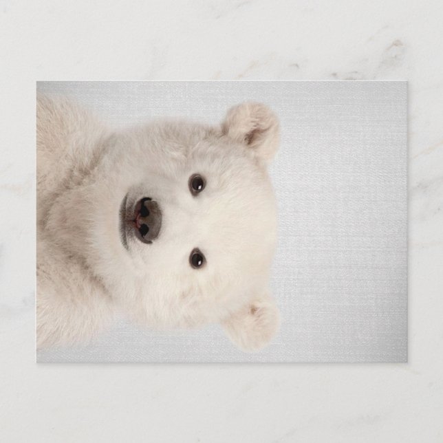 Baby Polar Bear Colourful Holiday Postcard (Front)