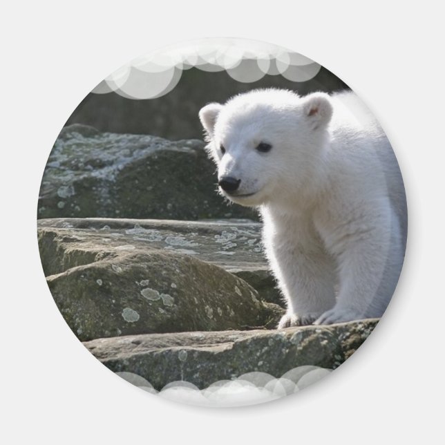 Baby Polar Bear Magnet (Front)
