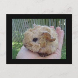 baby postcard