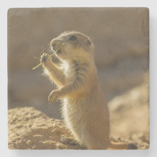 Baby prairie dog eating, Arizona Stone Coaster