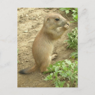 Baby Prairie Dog Postcard