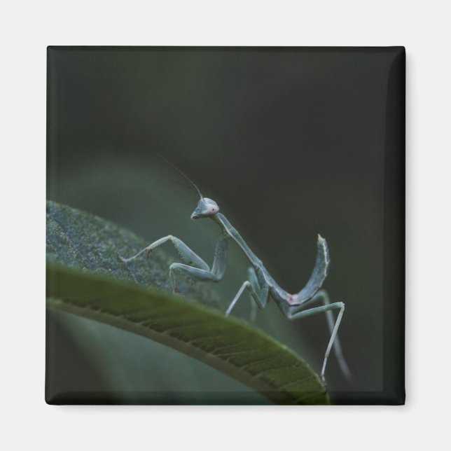 Baby Praying Mantis Magnet (Front)