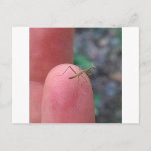 Baby Praying Mantis Post Card