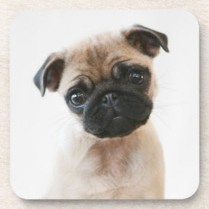 Baby Pug Portrait Coaster