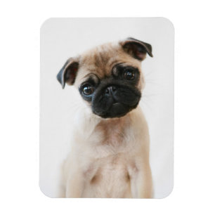 Baby Pug Portrait Magnet