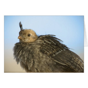 Baby Quail