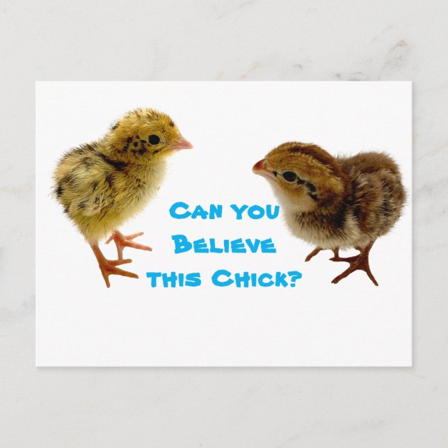 Baby Quail Chick Postcard (Front)