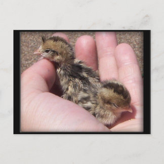 Baby Quail Postcard