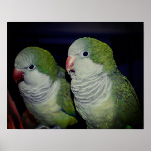 Baby Quaker Parrot Pair 2  Poster