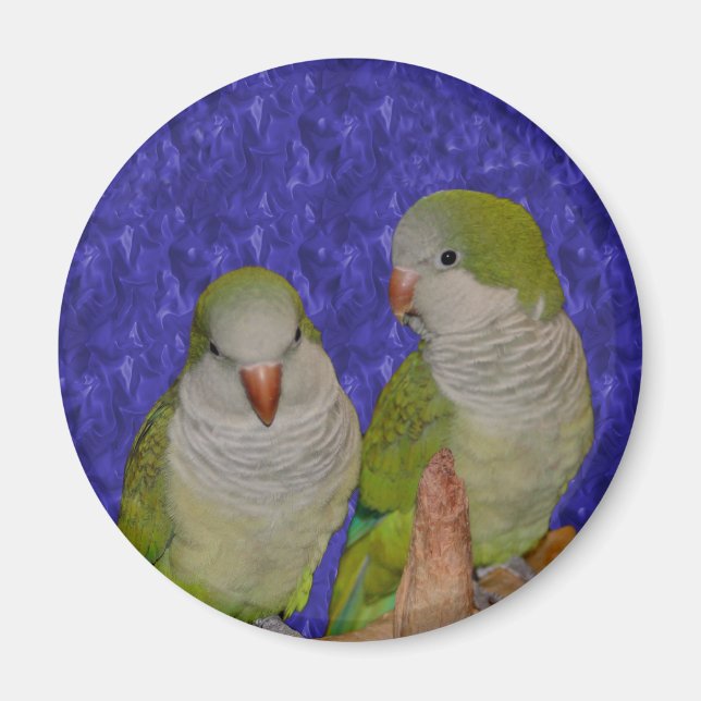 Baby Quaker Parrot Pair Animal Magnet (Front)