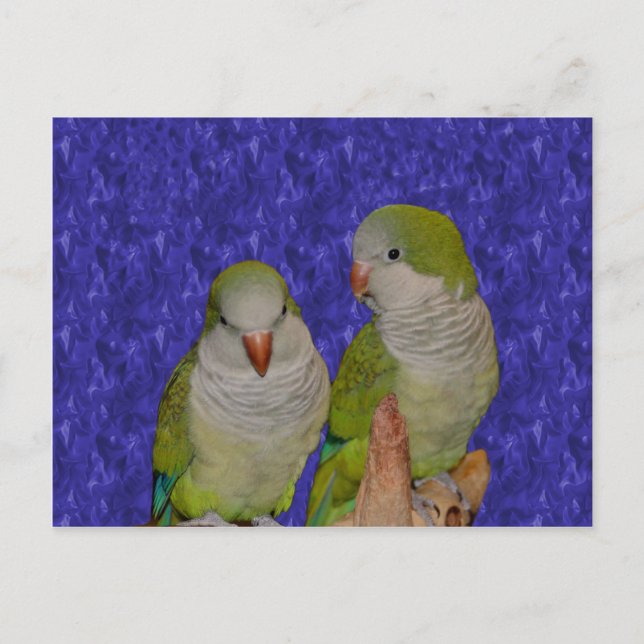 Baby Quaker Parrot Pair Animal Postcard (Front)