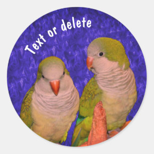 Baby Quaker Parrots Animal Personalized Classic Round Sticker