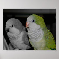 Baby Quaker Parrots Partial Colour