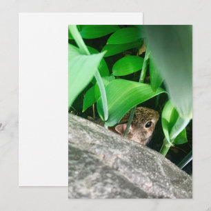 Baby Rabbit Holiday Card