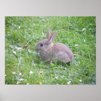 Baby Rabbit Poster