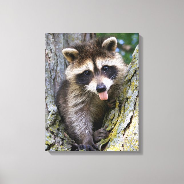 Baby Raccoon Canvas Print (Front)