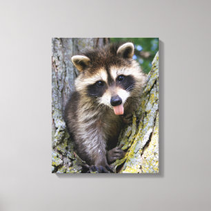 Baby Raccoon Canvas Print