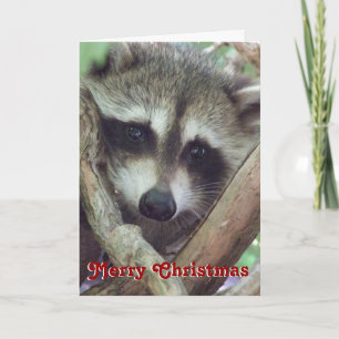 Baby Raccoon Photo, Christmas Card