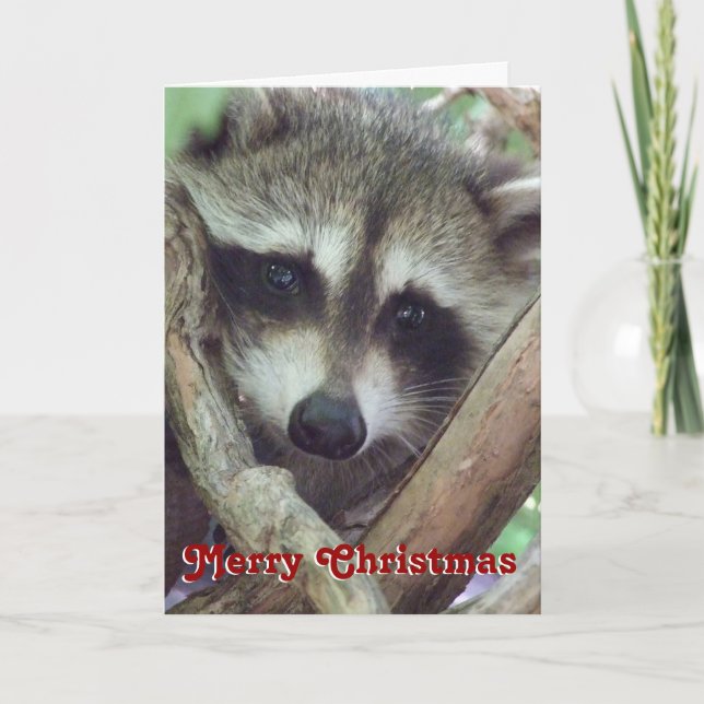 Baby Raccoon Photo, Christmas Card (Front)