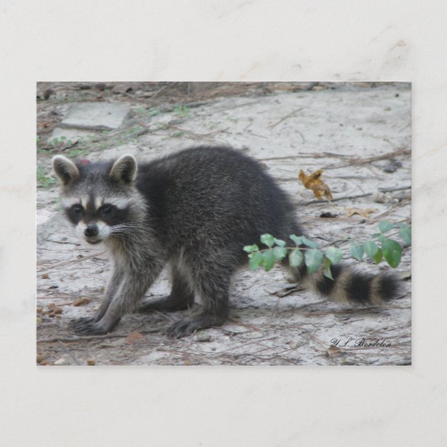 Baby Raccoon Postcard (Front)