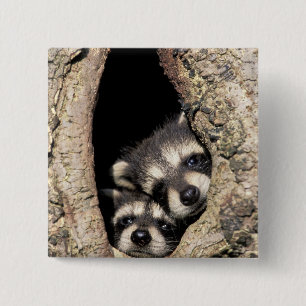 Baby raccoons in tree cavity Procyon 2 Inch Square Button