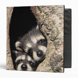 Baby raccoons in tree cavity Procyon Binder