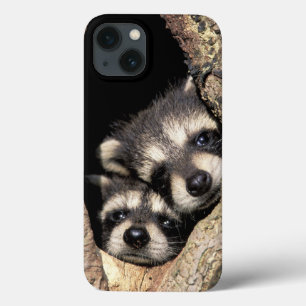 Baby raccoons in tree cavity Procyon iPhone 13 Case