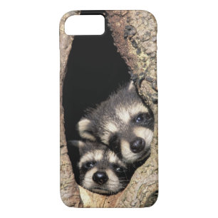 Baby raccoons in tree cavity Procyon iPhone 8/7 Case