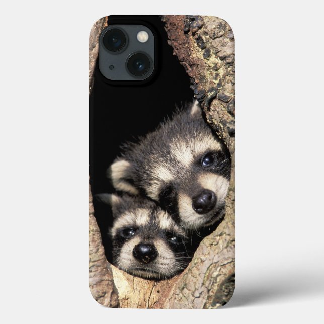 Baby raccoons in tree cavity Procyon Case-Mate iPhone Case (Back)