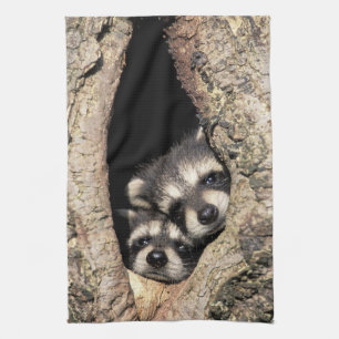 Baby raccoons in tree cavity Procyon Kitchen Towel