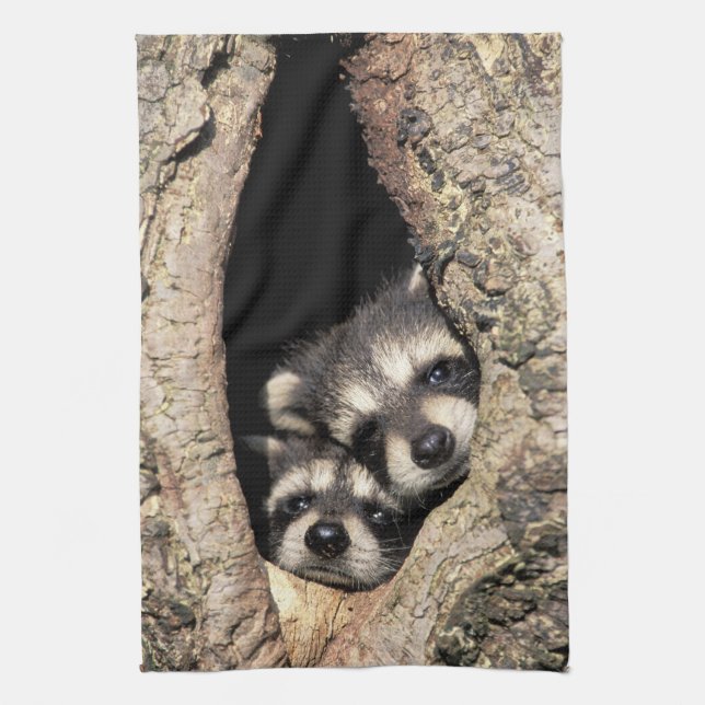 Baby raccoons in tree cavity Procyon Kitchen Towel (Vertical)