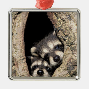 Baby raccoons in tree cavity Procyon Metal Ornament