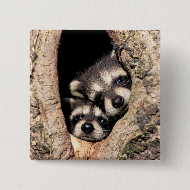 Baby Raccoons Peeking out of Tree 2 Inch Square Button (Front)