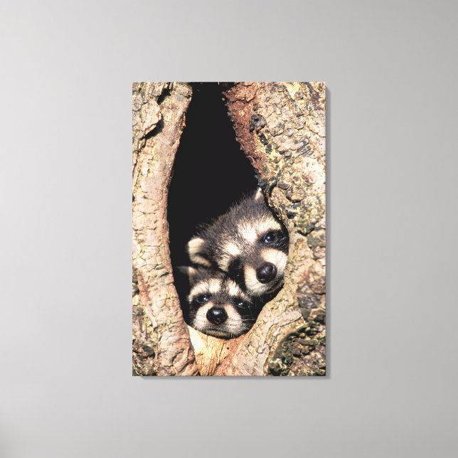 Baby Raccoons Peeking out of Tree Canvas Print (Front)
