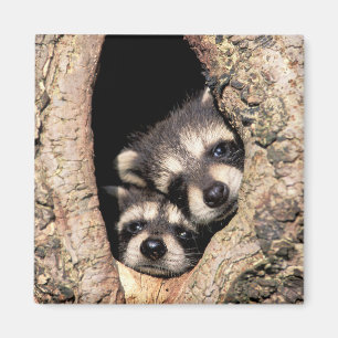 Baby Raccoons Peeking out of Tree Magnet