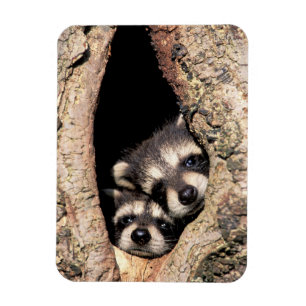 Baby Raccoons Peeking out of Tree Magnet