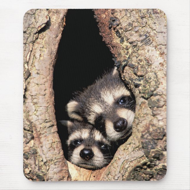 Baby Raccoons Peeking out of Tree Mouse Pad (Front)