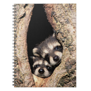 Baby Raccoons Peeking out of Tree Notebook